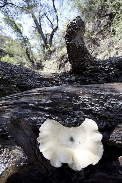 giant lichen.jpg