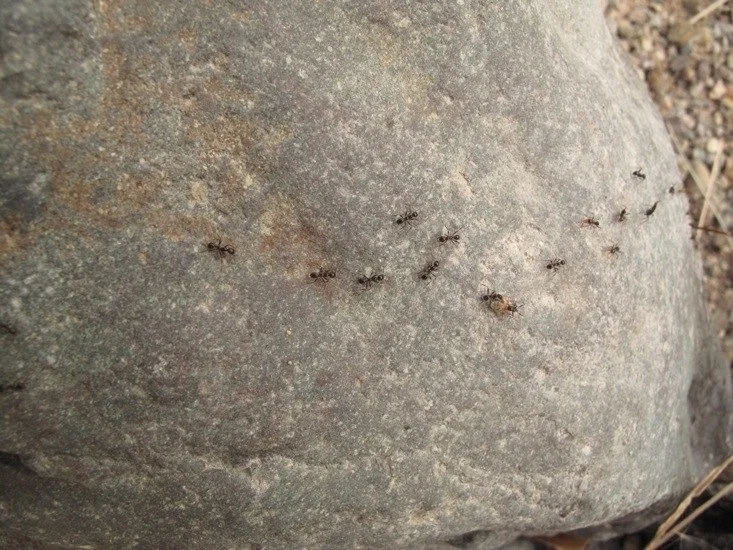 14 busy ants.jpg