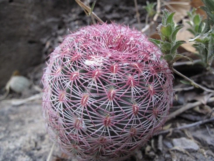 17 rainbow hedgehog cactus.jpg