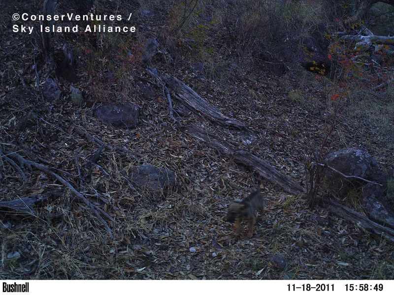21-ernesto shackelton explorer puppy.jpg