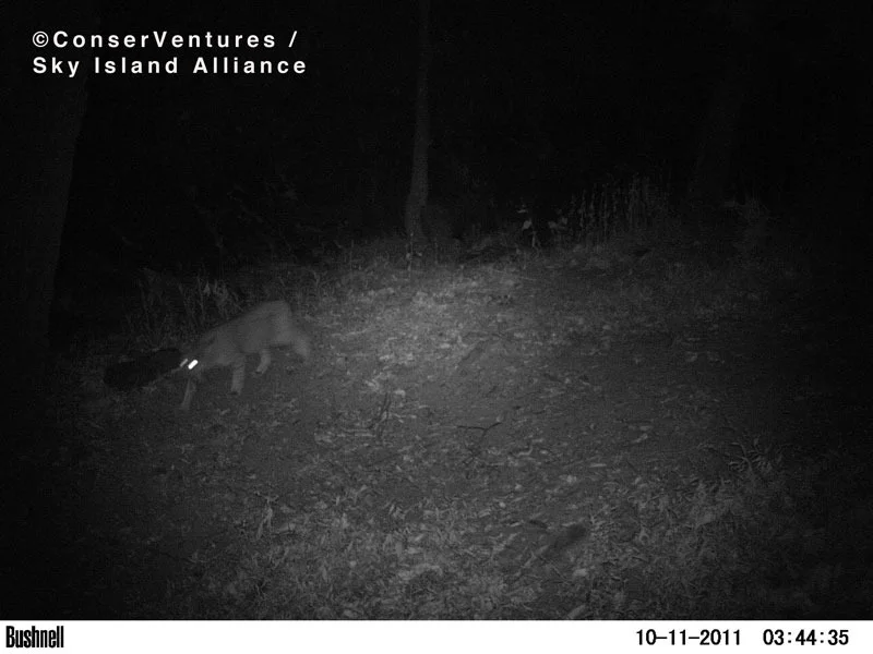 18-bobcat.jpg