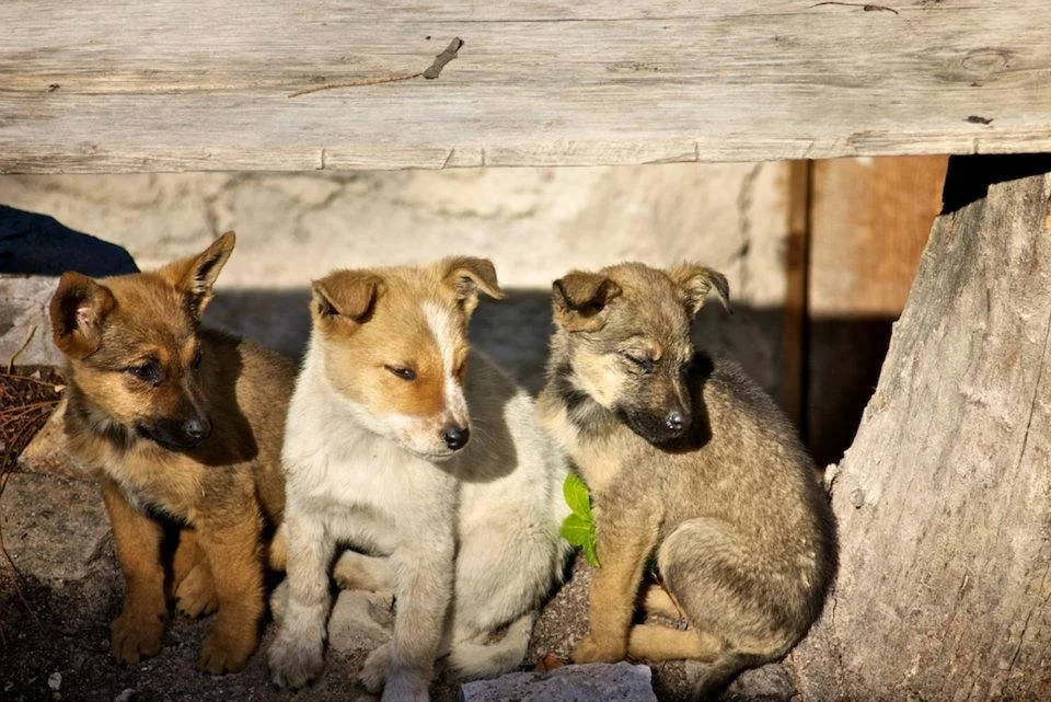 13a-constant companions - brian dearmon photo.jpg