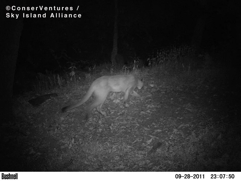 23-mountain lion.jpg