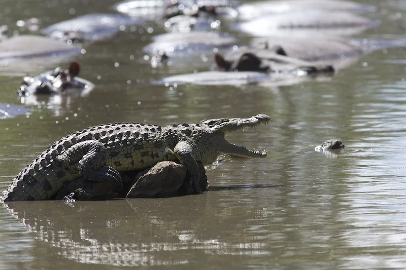 Serengeti crocodile