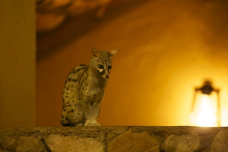 Genet (not related to cats) at Ndutu Lodge