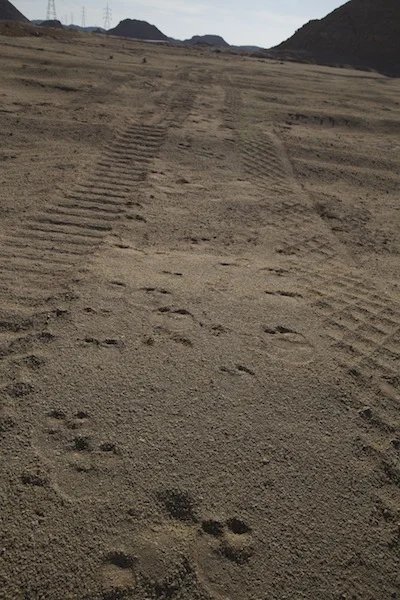 Camel tracks and Land Cruiser tracks: the old and new