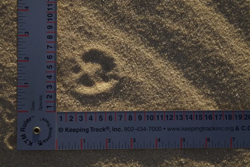 Jackal tracks