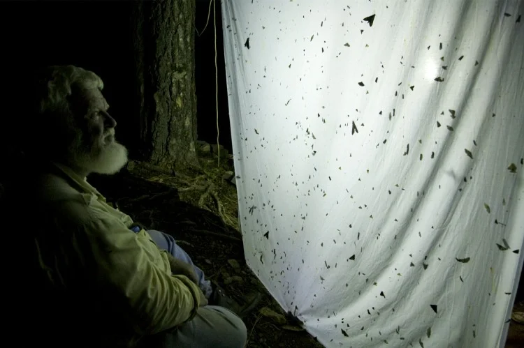 tom and moths.jpg