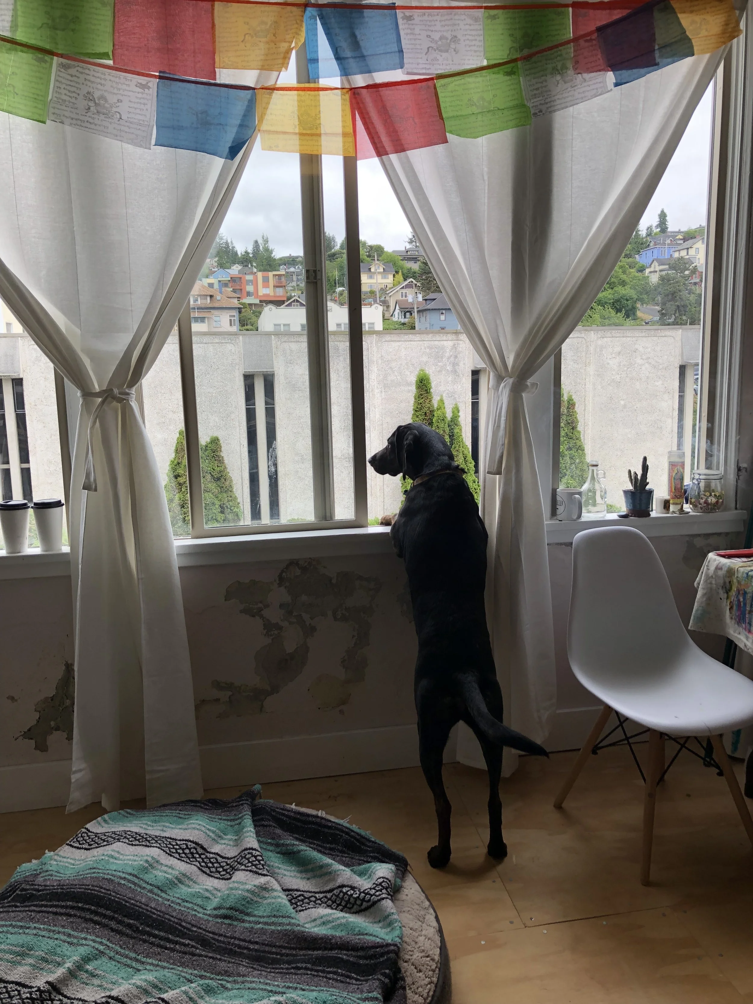 Patchouli Enjoying the View