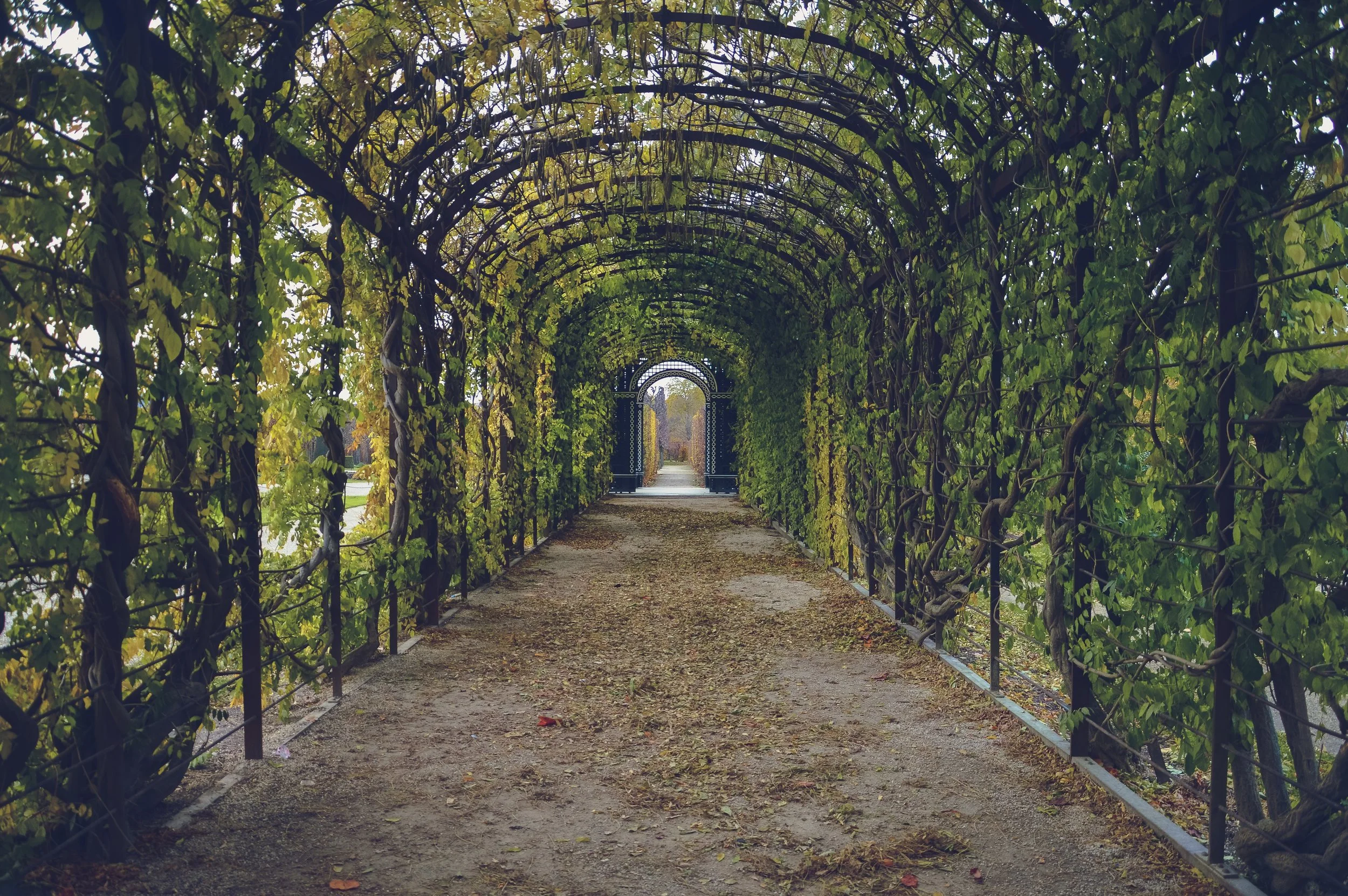bindweed-corridor-foliage-59599.jpg