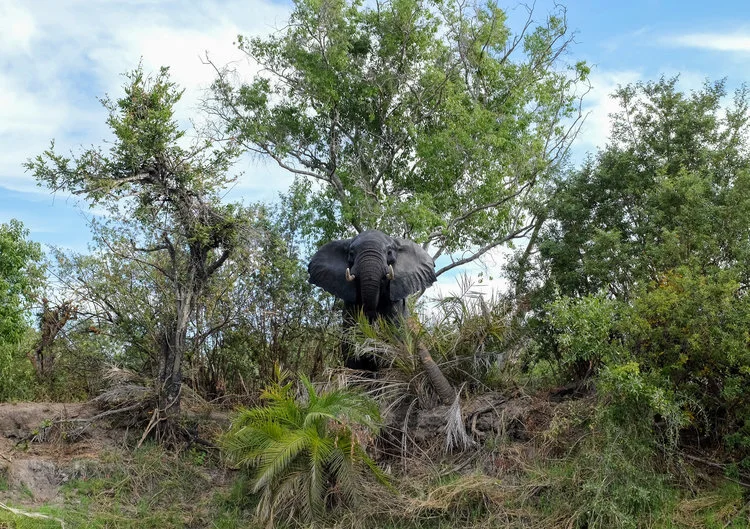 Elephant.jpg