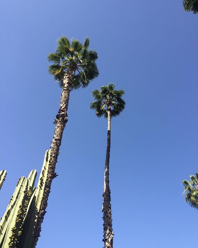 This #traveltuesday we are reminded  of the clear blue skies, cacti and palm trees which are characteristic of Marrakech, Morocco. A medieval city which offers an abundance of palaces, gardens and souks - whilst also being a stone&rsquo;s throw away 