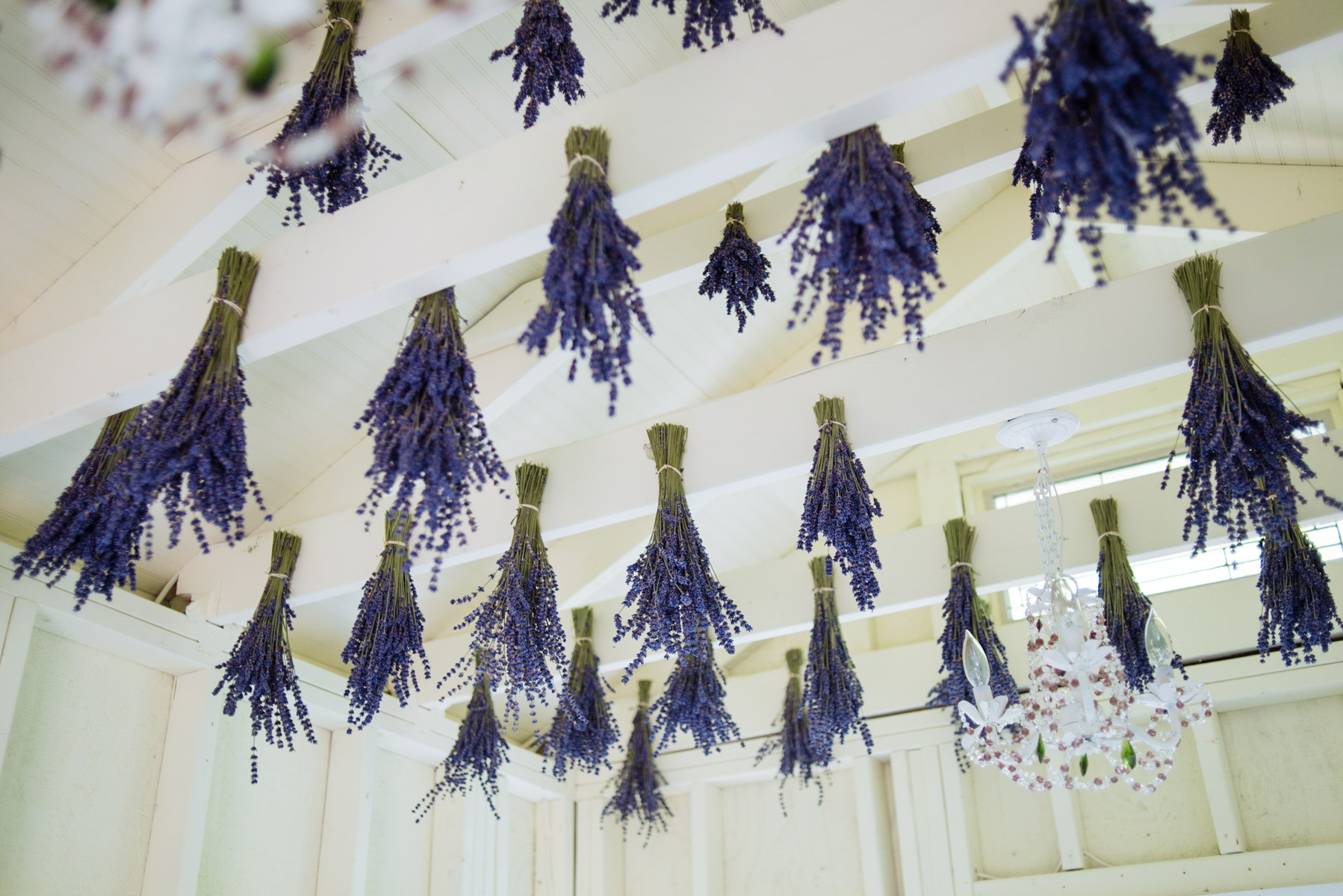 Lavender drying in the farm store