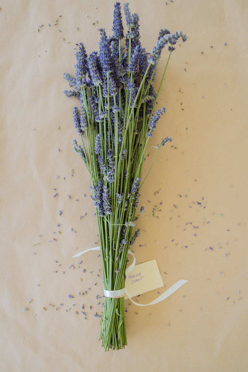 French Lavender 