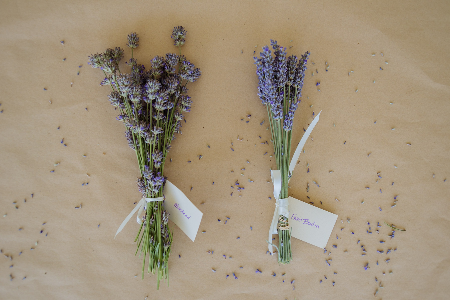 English And French Lavender 