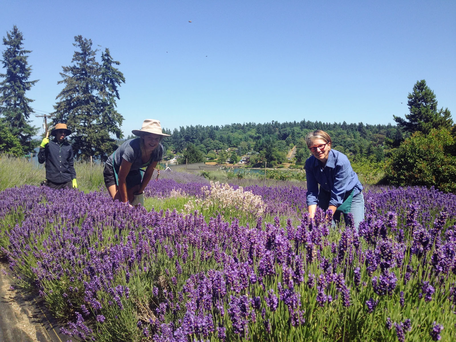 Internship — Lavender Hill Farm Vashon Island