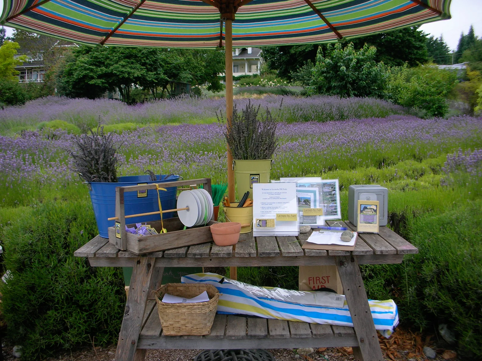 Farm Photos — Lavender Hill Farm Vashon Island