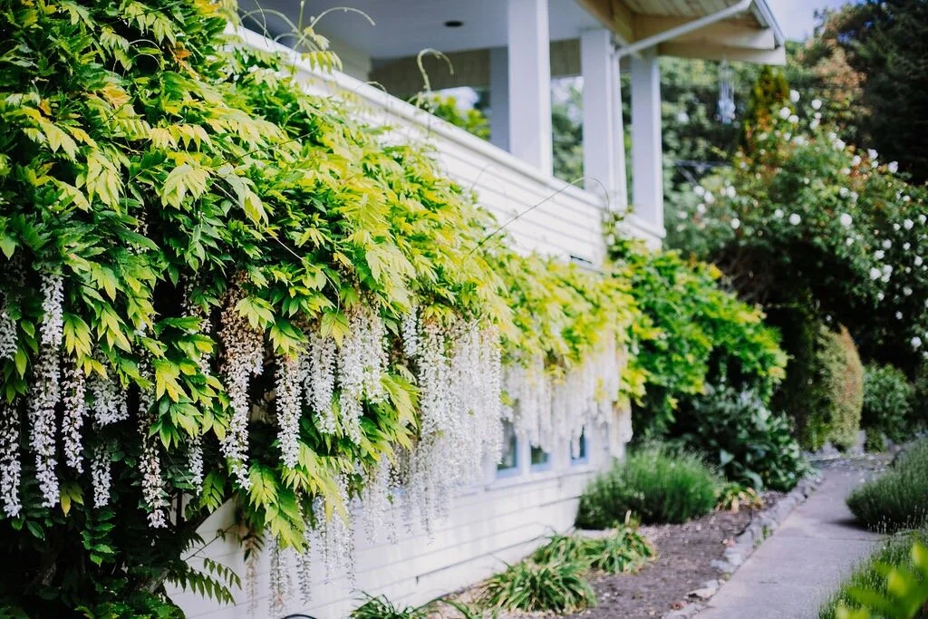 Organic Lavender and Fine&nbsp;Lodging on&nbsp;Vashon&nbsp;Island