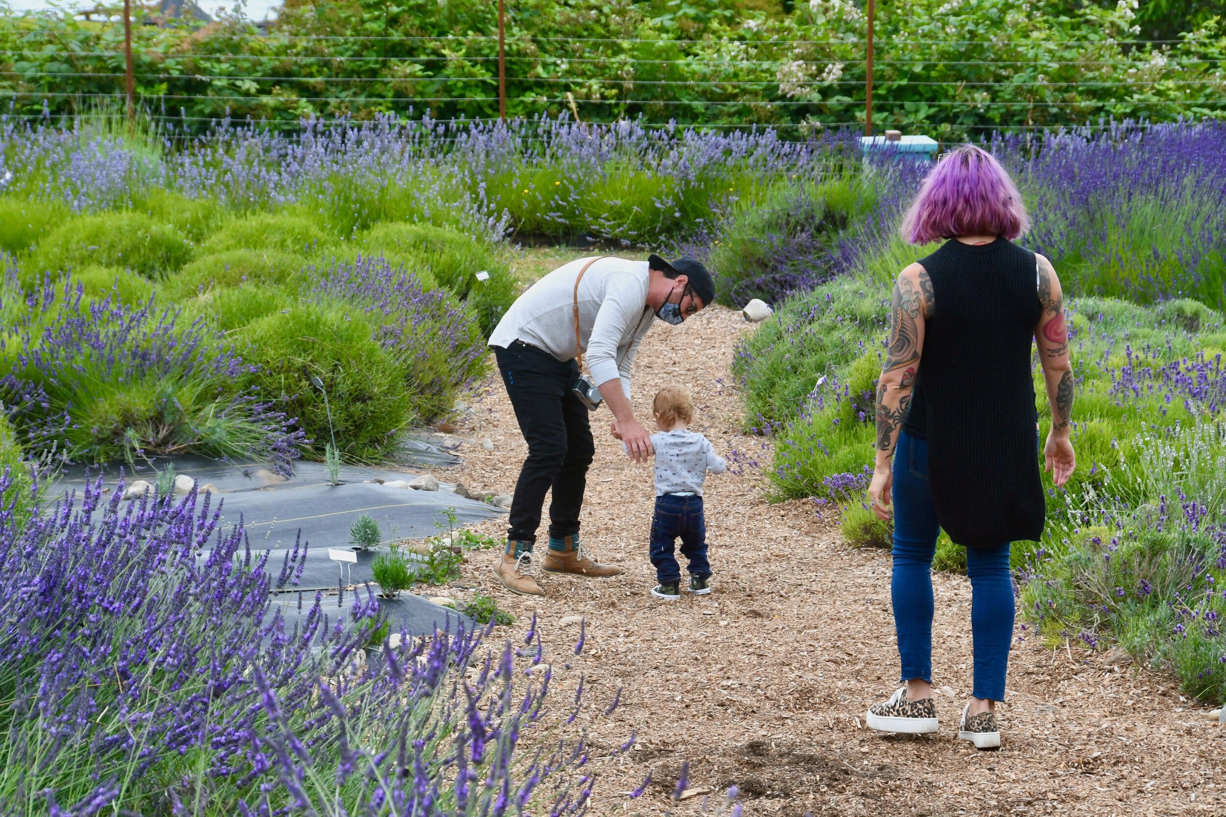 Organic Lavender and Fine&nbsp;Lodging on&nbsp;Vashon&nbsp;Island