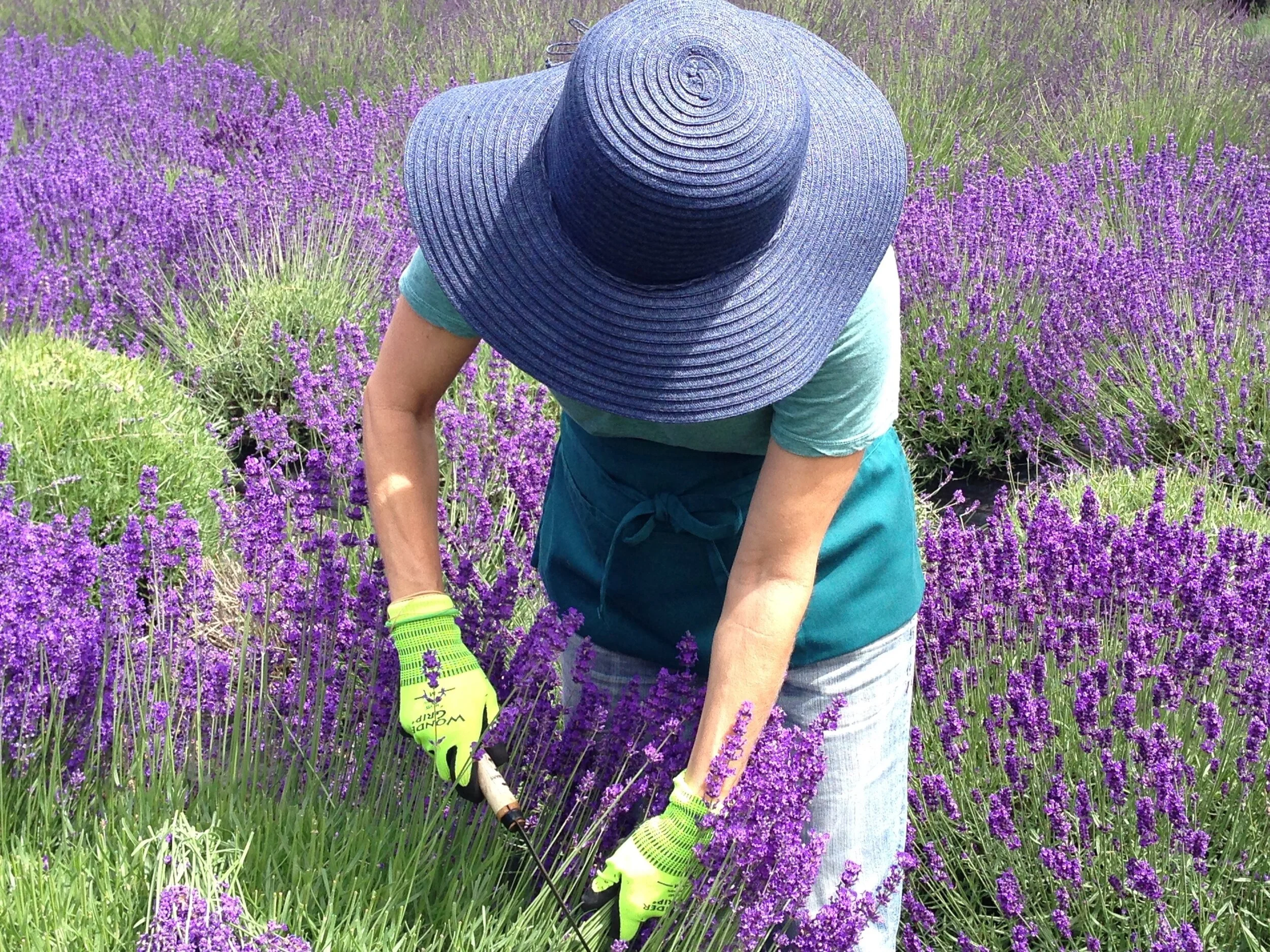 Organic Lavender and Fine&nbsp;Lodging on&nbsp;Vashon&nbsp;Island