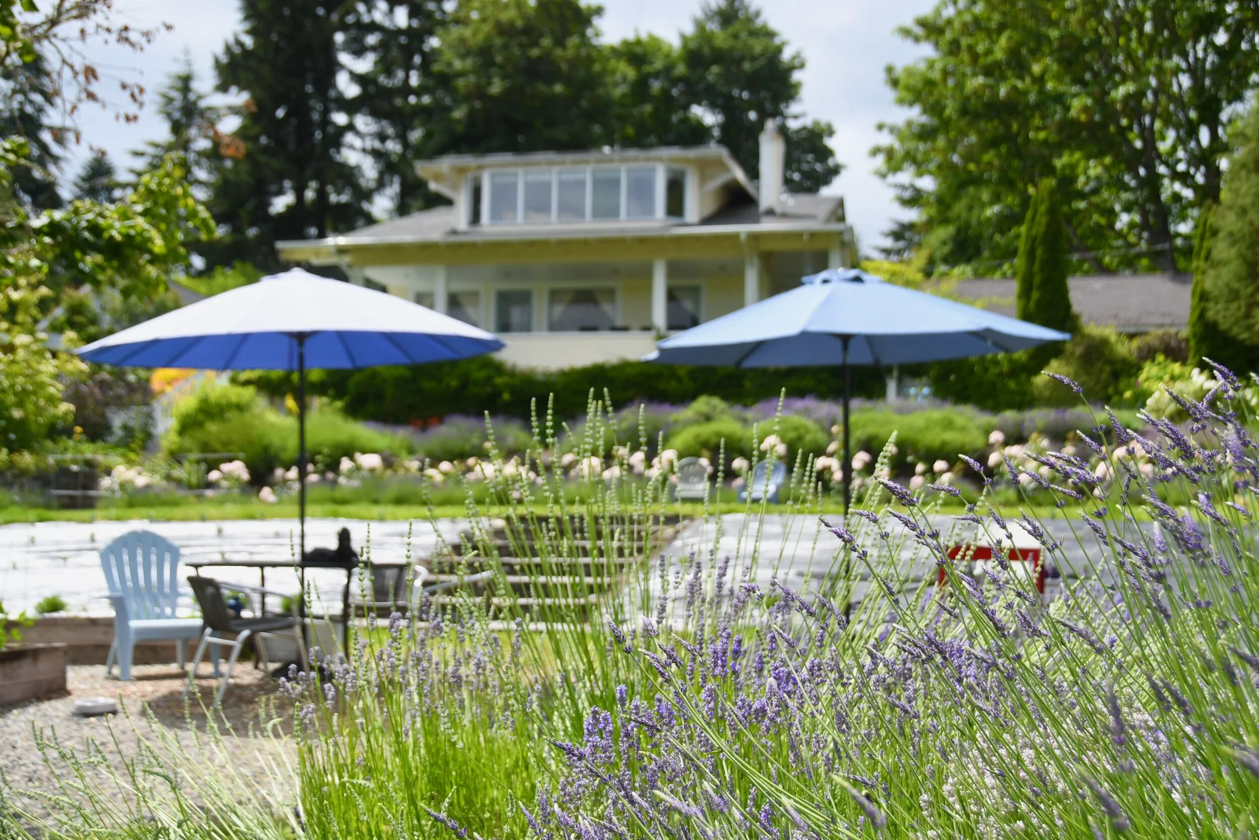 Organic Lavender and Fine&nbsp;Lodging on&nbsp;Vashon&nbsp;Island