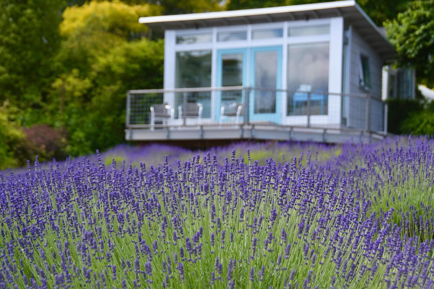 Our studio guesthouse, Betty&rsquo;s Blue, is available to book starting April 1st! Nestled among the lavender, this studio is a perfect island getaway with views of the harbor that can&rsquo;t be beat! 
Check it out on Airbnb and VRBO! Link in bio.
