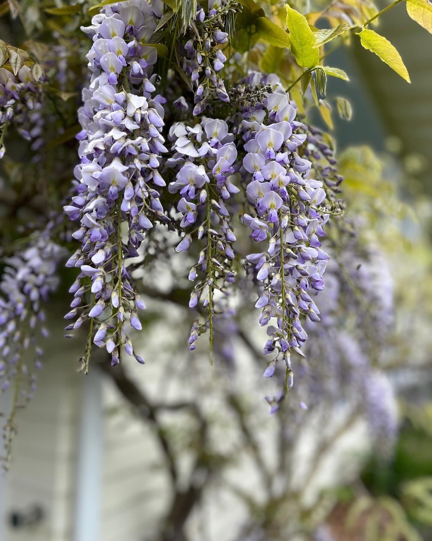 It&rsquo;s not quite lavender season yet, but purple blooms are all around the farm!💜May 1st marks 50 days until Lavender Season begins on June 20th!! See bio for more 

#lavenderhillfarm #vashonisland #lavenderfarm #organiclavender