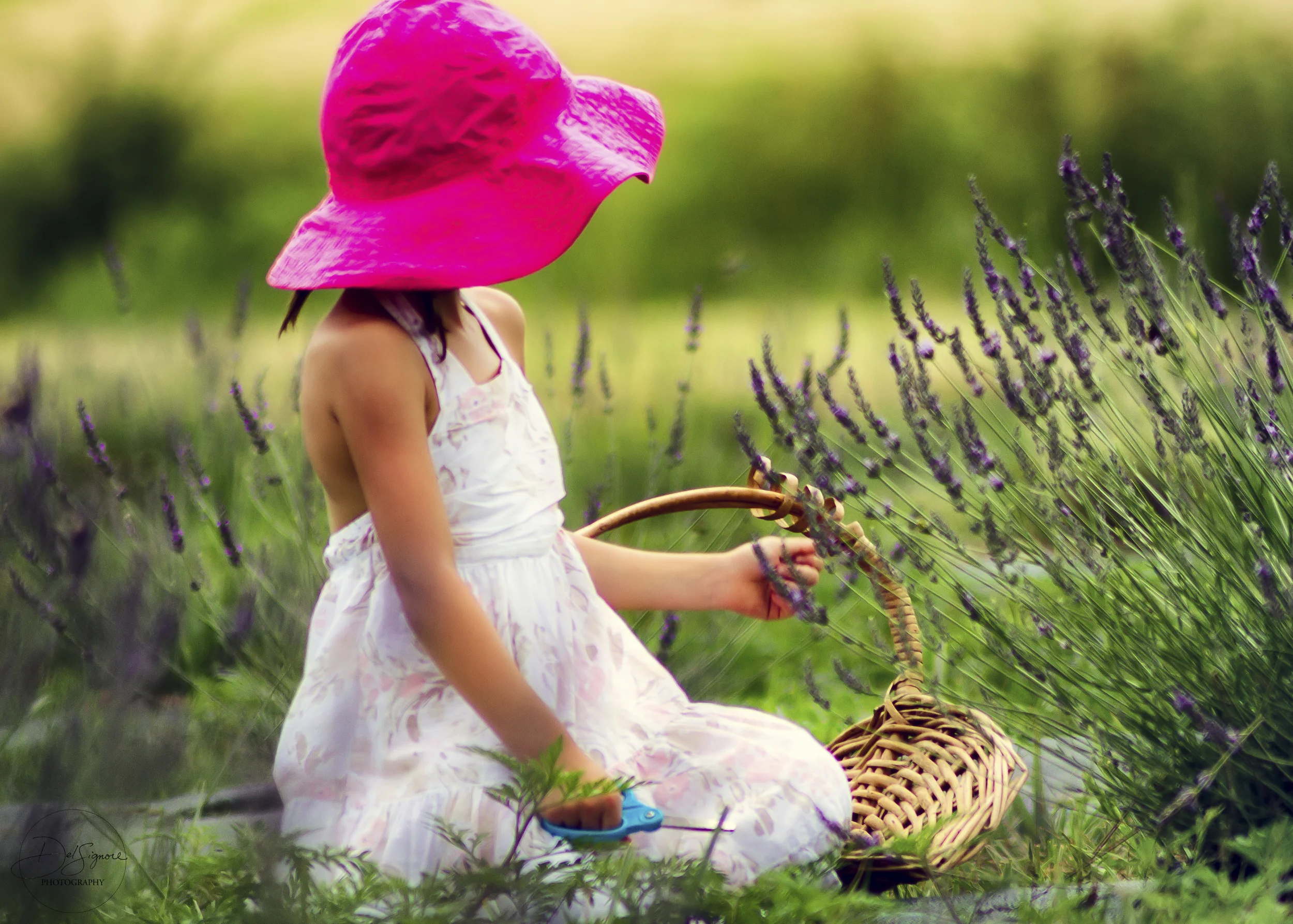 Field of Dreams v2.jpg