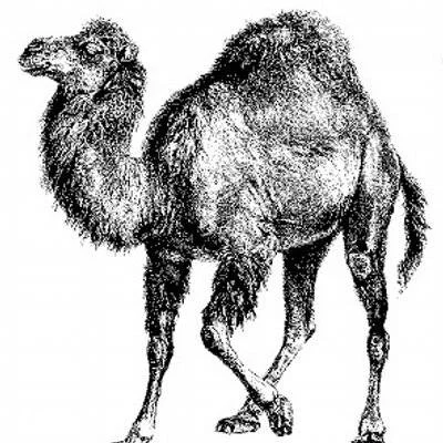 Black Camel
