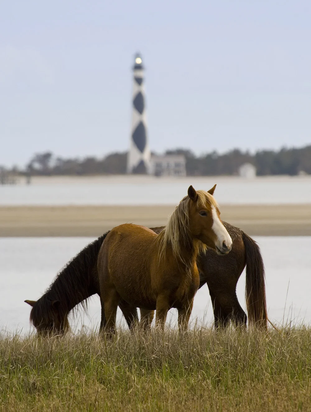 horseart01a.jpg