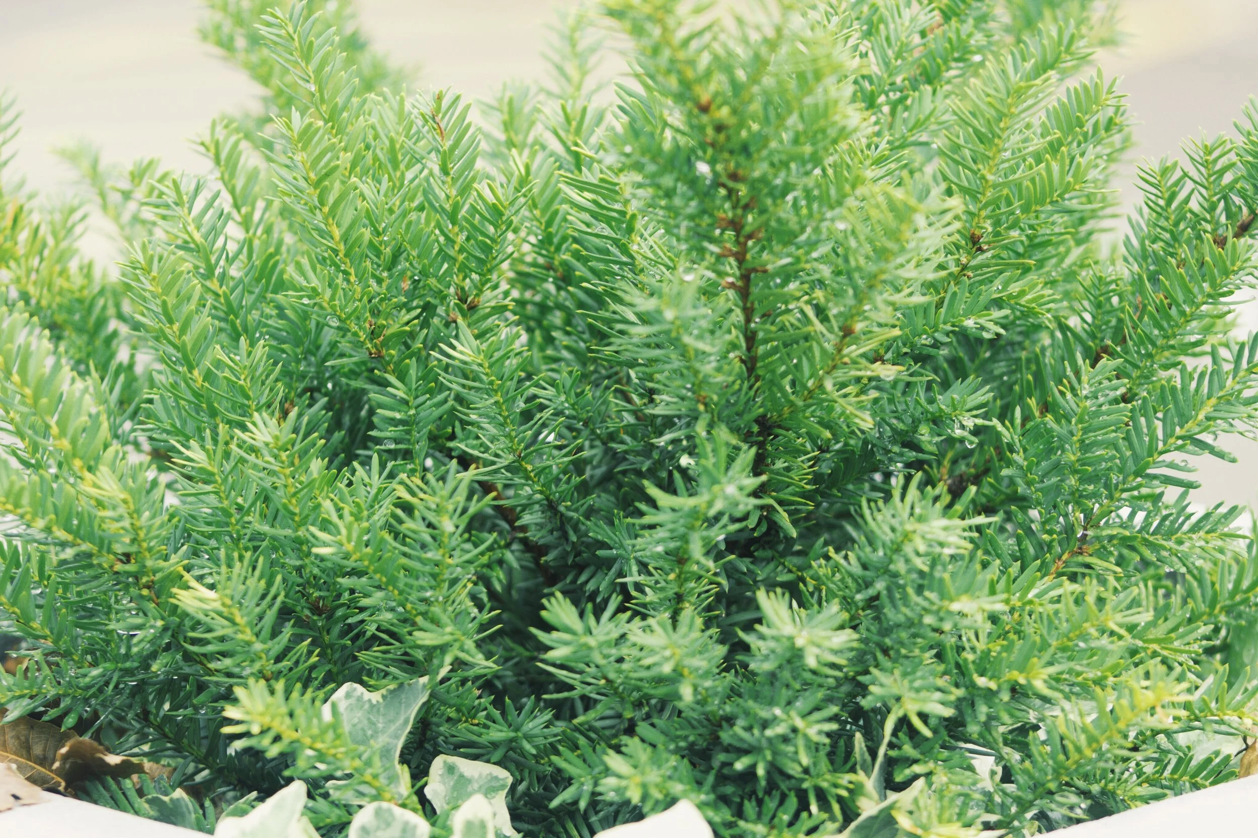 Being an Empath in a World of Unfairness 