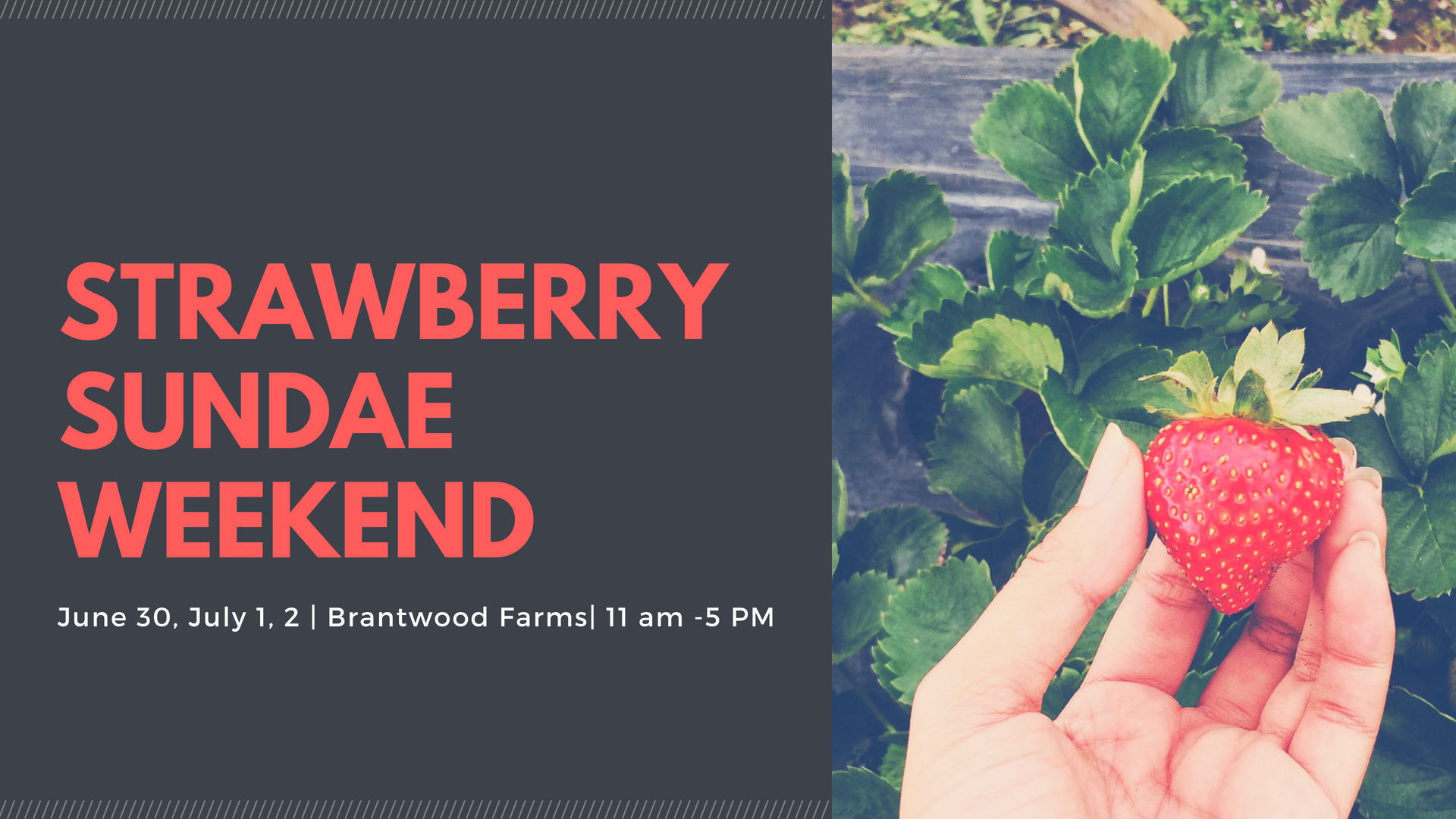 Strawberry Sundea Weekend.png