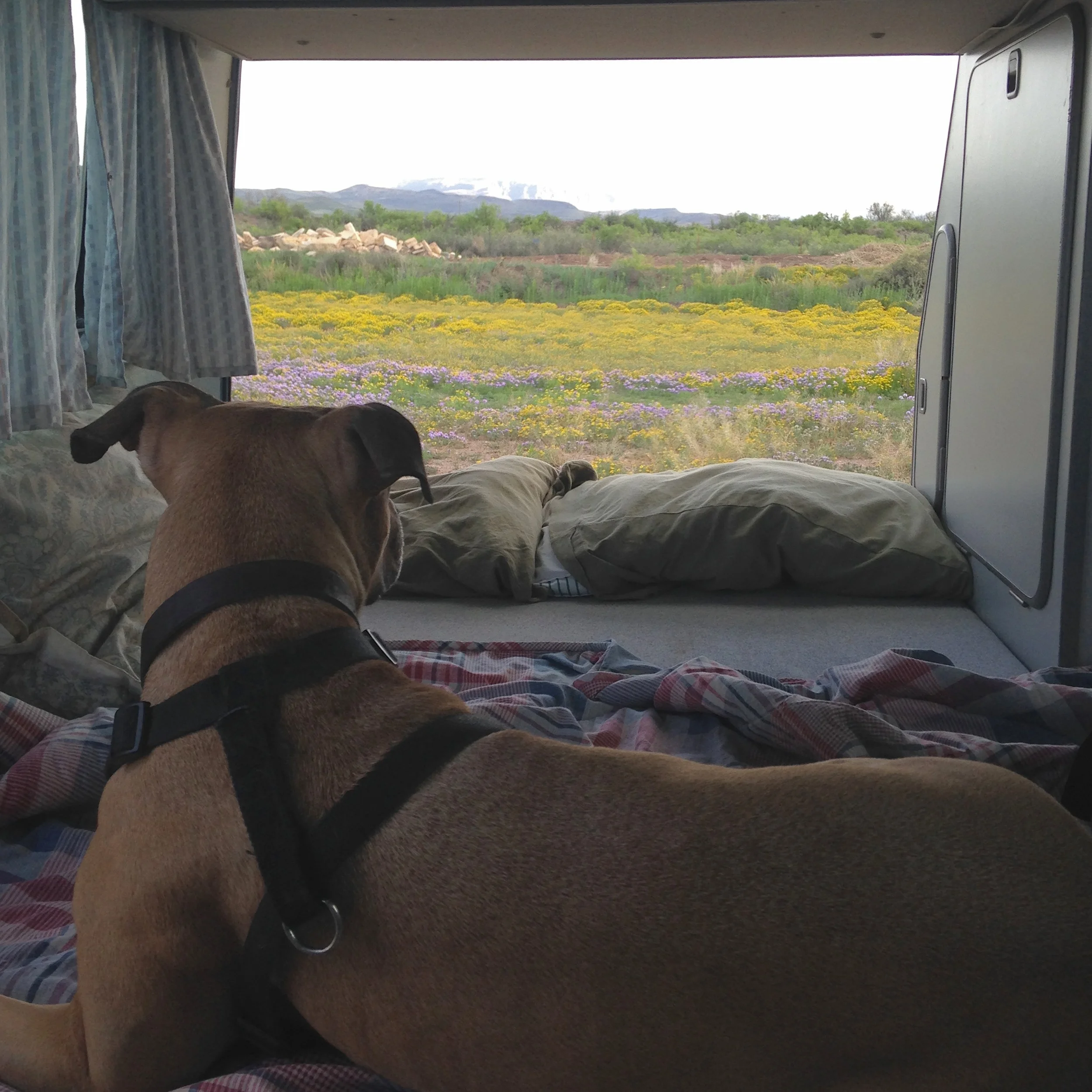 Here's Ada in the back of Pam, camping in Balmorhea State Park.
