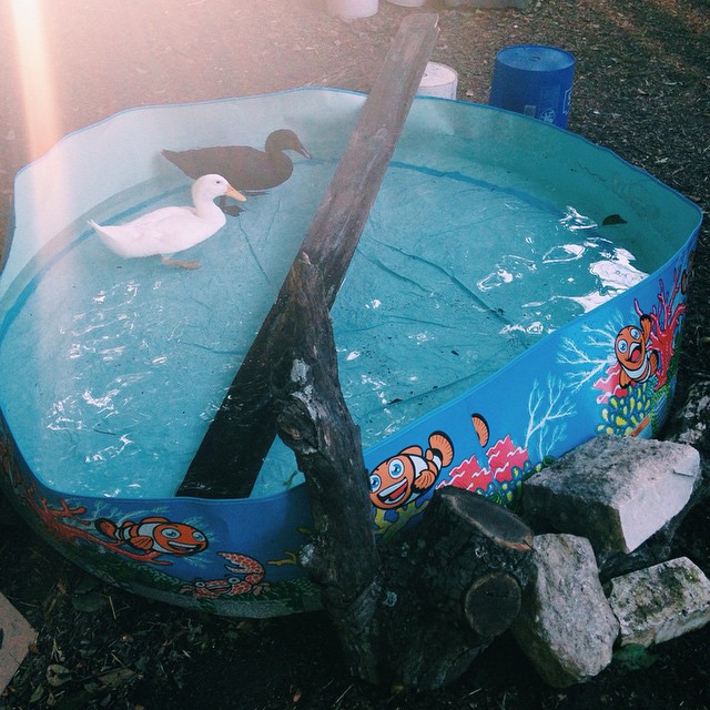 Here they are, this week enjoying their new "pond". Don't tell them about real ponds.