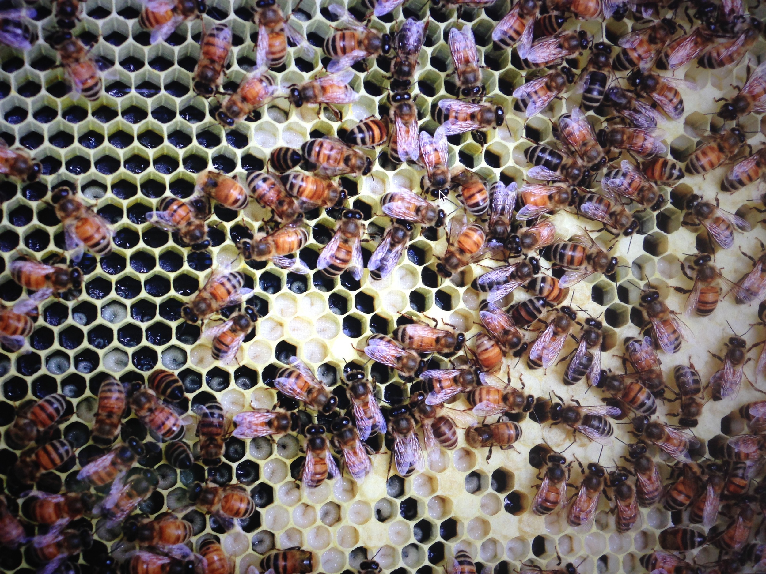Bee larvae at various stages inside the honeycomb cells.