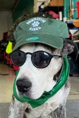 Custom embroidered promotional merchandise hat produced for Pawsitive Vibes.