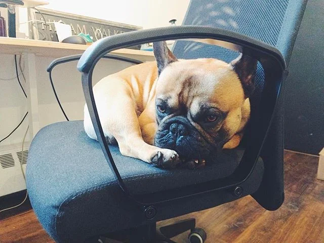 "Oh you didn't hear? We traded seats. It's your turn to lie under the desk!" 😏