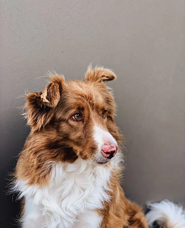 Let's be real: stinky fur is 😪⁠
⁠
That's why we made our Fur Freshener ~⁠
Because every pup deserves to smell fresh as heck👌⁠
⁠
.⁠
.⁠
.⁠
⁠
#petsupplies #doggrooming #grooming #petgrooming #minimalism #minimal #shoplocal #local #handmade #qualitygoo