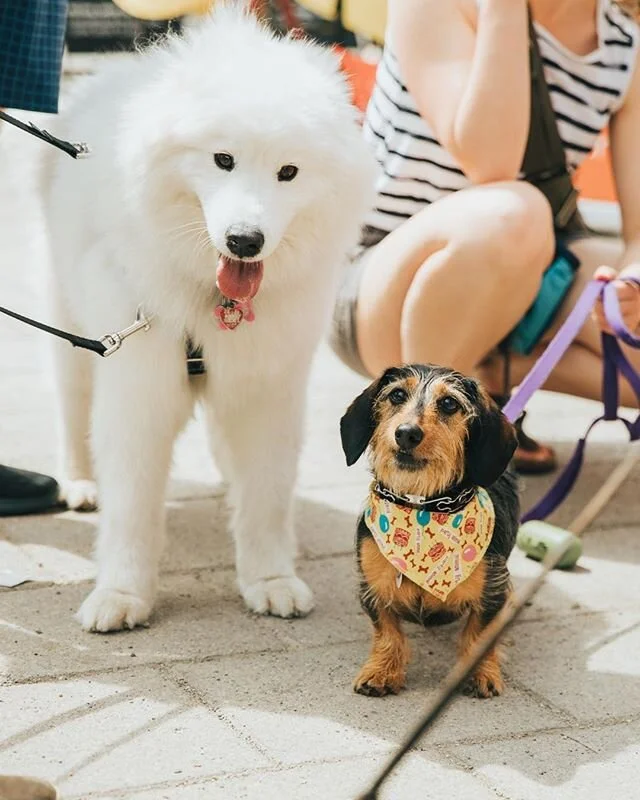 Anyone else missing their furry friends? 🐶😢 🐶 We hope we can get back to our regular playing schedule soon!