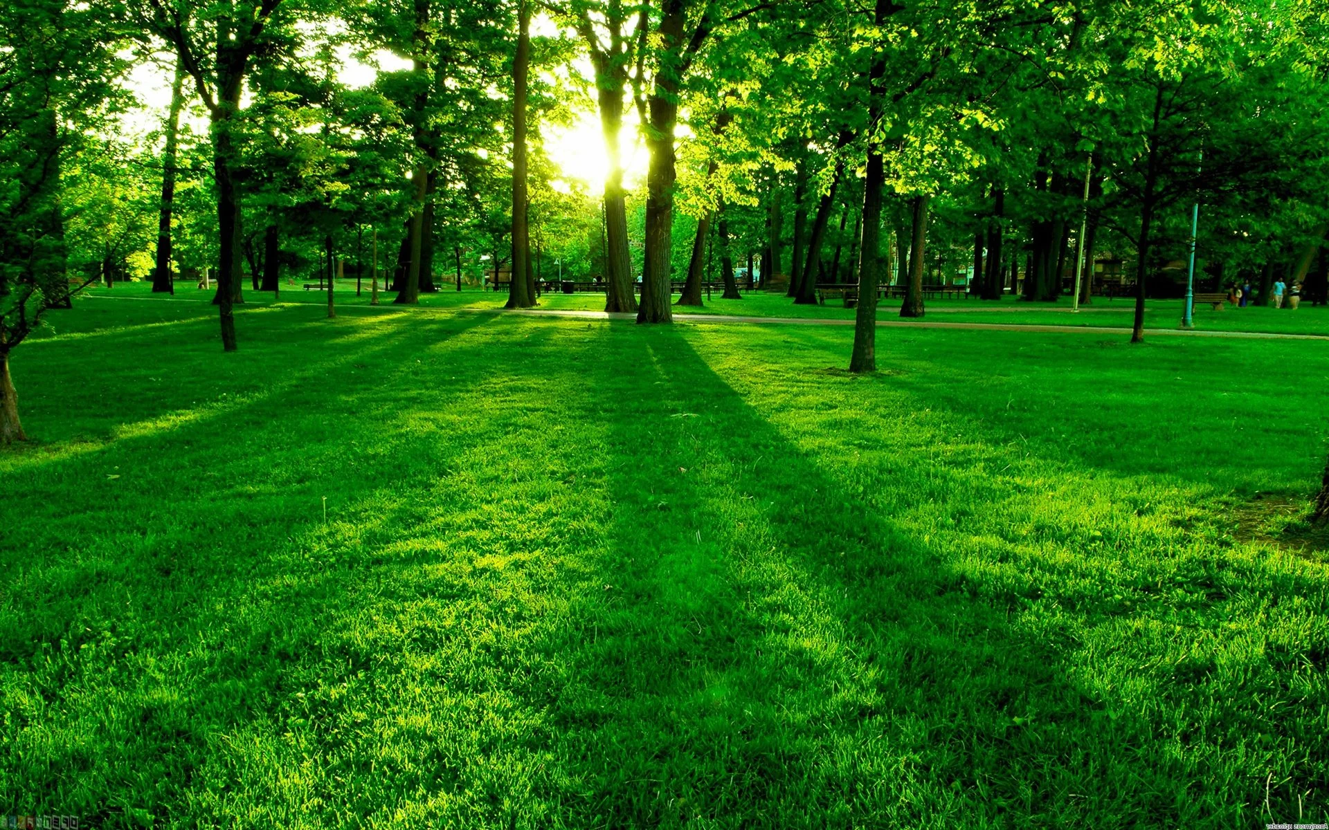 Grass Wallpaper.jpg