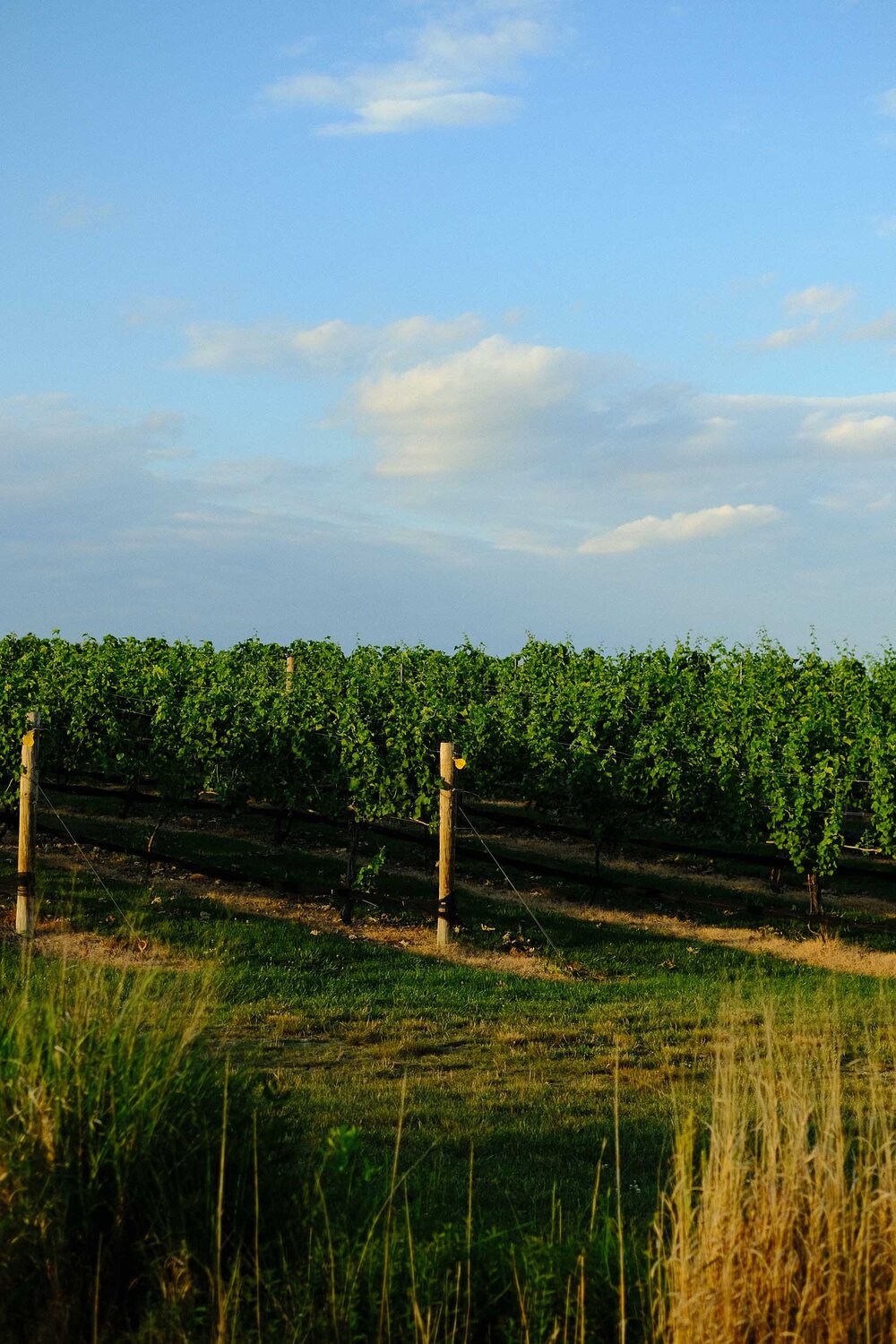  Autumn Lake Winery in Victory Lakes, Monroe Township, New Jersey on June 26, 2020 by Michael Mroczek. Photographed with a Fujifilm X-Pro2 and XF35mmF1.4 R lens at 35 mm | ƒ / 2.0 | 1/3500 sec. 