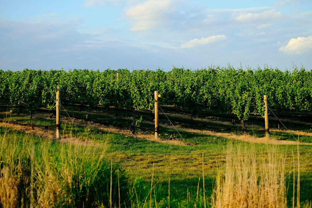  Autumn Lake Winery in Victory Lakes, Monroe Township, New Jersey on June 26, 2020 by Michael Mroczek. Photographed with a Fujifilm X-Pro2 and XF35mmF1.4 R lens at 35 mm | ƒ / 2.0 | 1/2700 sec. 