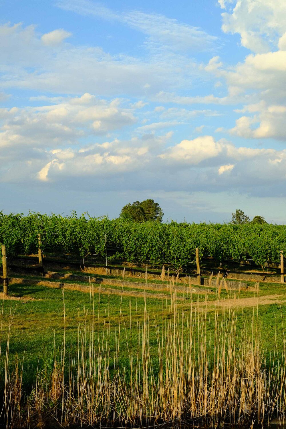  Autumn Lake Winery in Victory Lakes, Monroe Township, New Jersey on June 26, 2020 by Michael Mroczek. Photographed with a Fujifilm X-Pro2 and XF35mmF1.4 R lens at 35 mm | ƒ / 8.0 | 1/220 sec. 