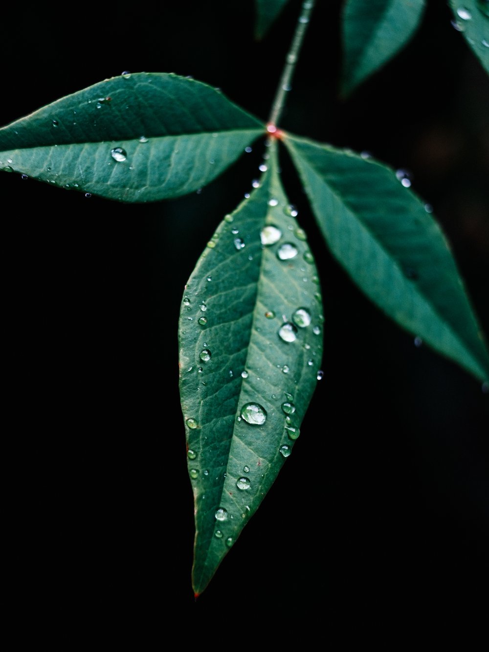 Water Droplet Macro-9332.jpg