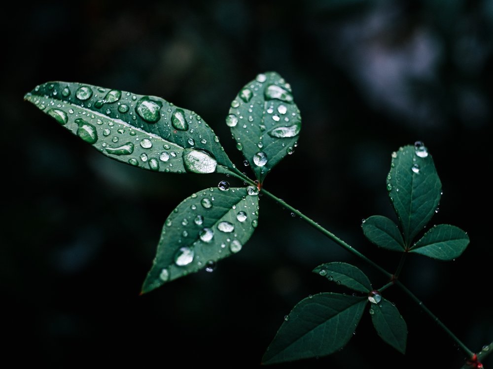 Water Droplet Macro-9337.jpg