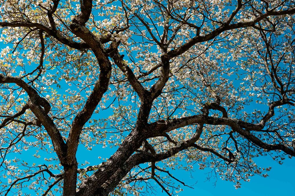 Blooming Dogwood