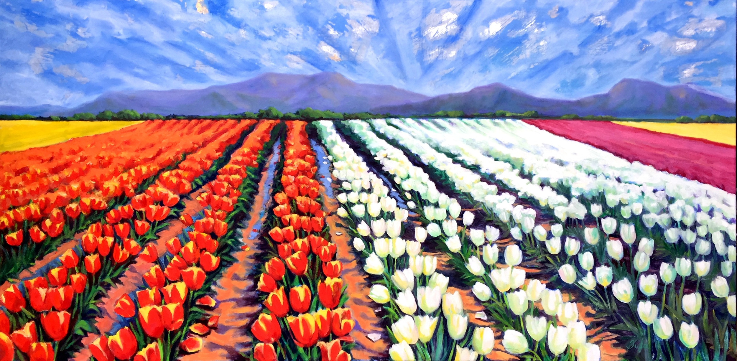 The Tulip Fields- Copyright 2016