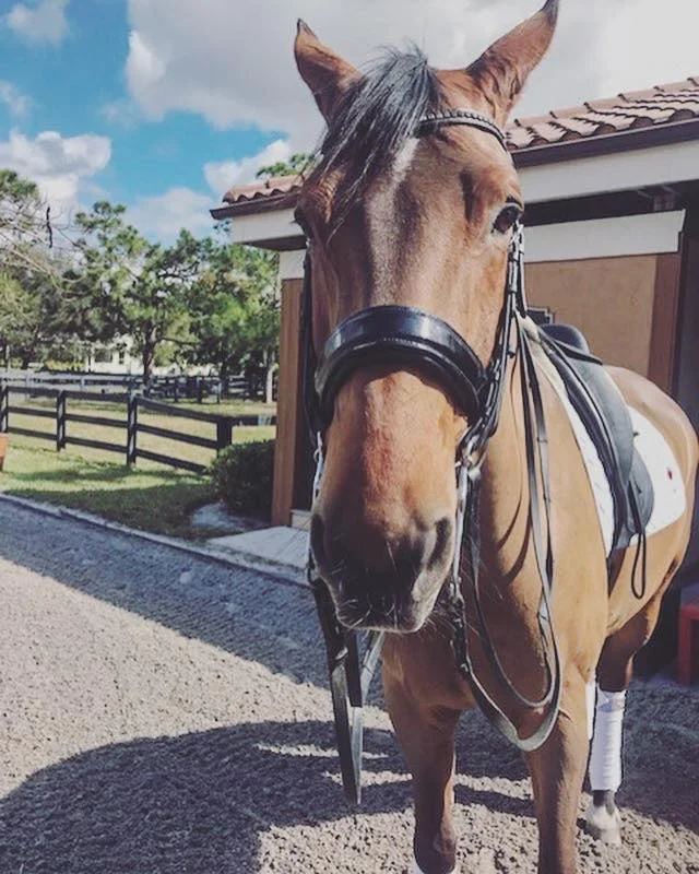 My friend's Horse! 