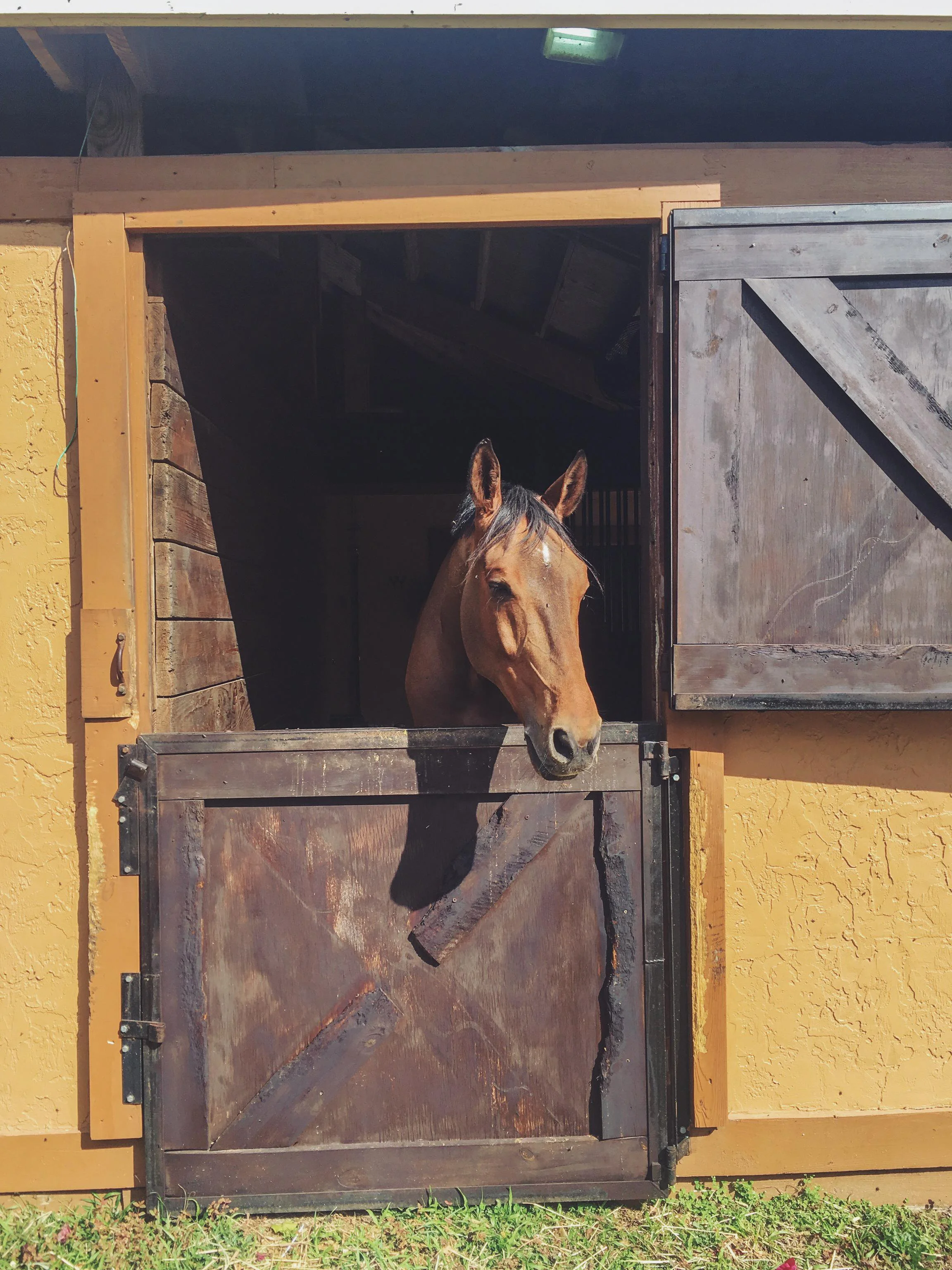 My friend's Horse again ! 