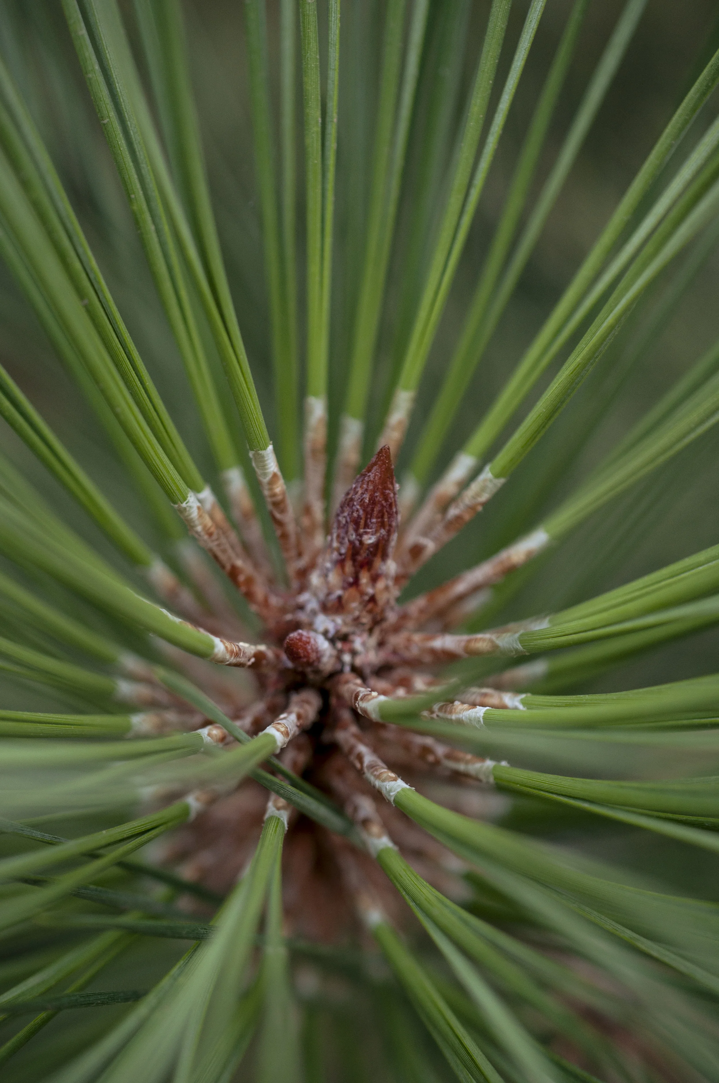 Exploring Bend Oregon-7.jpg